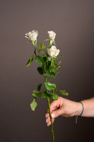 Моно букет из кустовой розы Арт 989903Дв